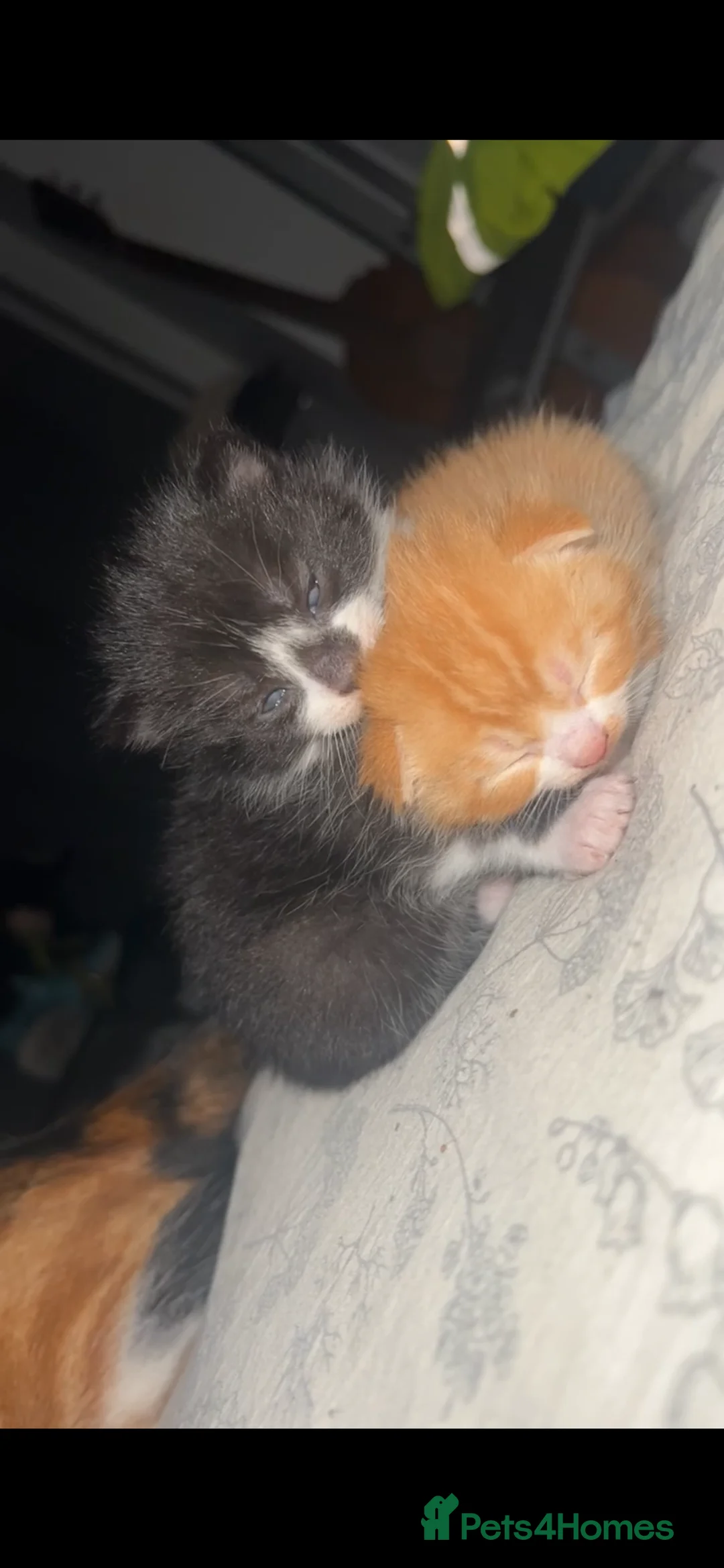 Mixed Breed cats for sale: Ginger x calico mixed kitten - Advert 2