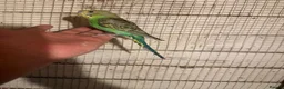 Budgerigars birds for sale: Budgies for sale £40 each collection mk404nn - Advert 5