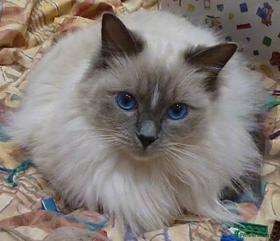 Ragdoll cats for sale: Ragdoll Blue Mitted Female Girl with Blaze - Advert 17