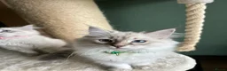 Siberian cats for sale: Siberian Neva Masquerade kittens  - Advert 8