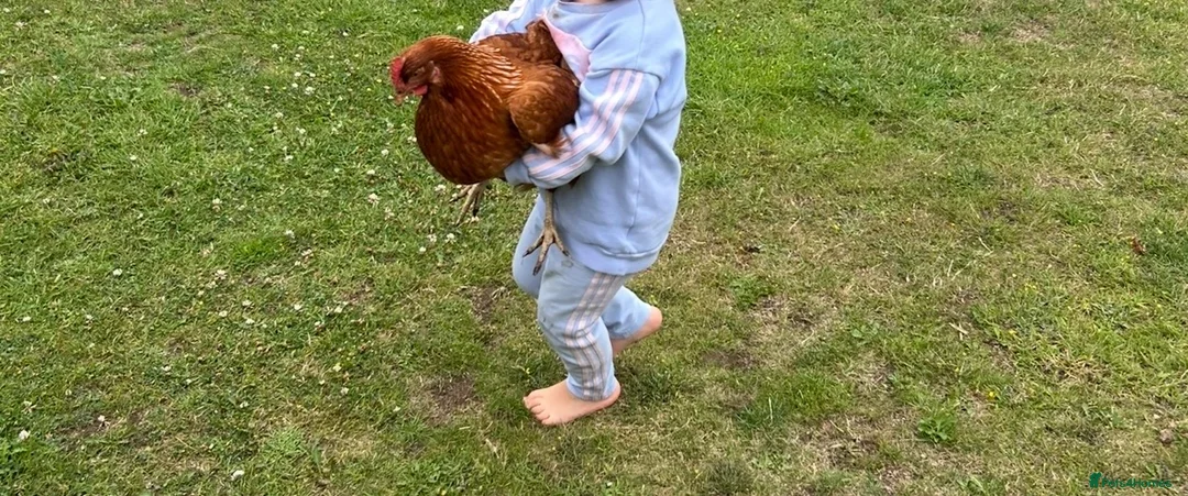 Chickens poultry for sale: ISA BROWN CHICKENS  - Advert 2