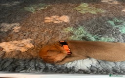 Labrador Retriever dogs for sale: KC Registered Fox red Labradors - Image 2