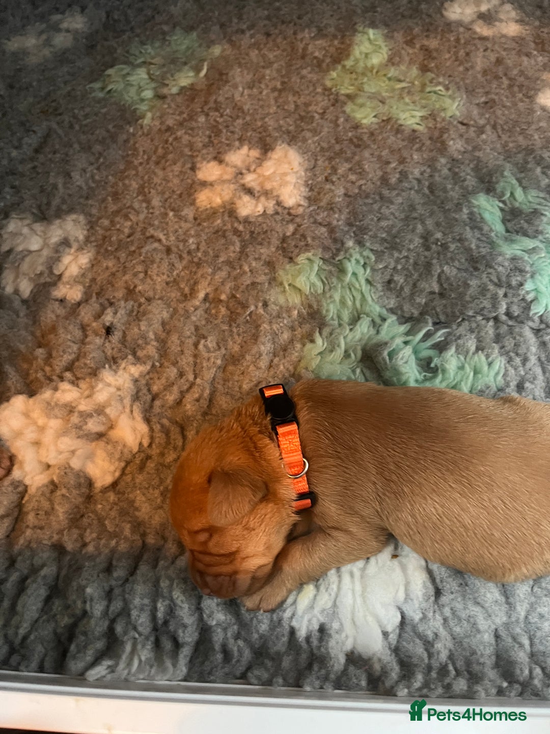 Labrador Retriever dogs for sale: KC Registered Fox red Labradors - Image 2