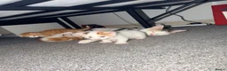 Mixed Breed cats for sale: 5 mixed colour kittens for sale - Advert 8