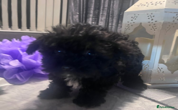 Yorkiepoo dogs Ready now last, perfect tiny beautiful Yorkipoo - Advert 8