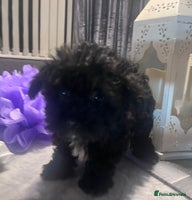 Yorkiepoo dogs Ready now last, perfect tiny beautiful Yorkipoo - Advert 16