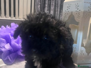 Yorkiepoo dogs Ready now last, perfect tiny beautiful Yorkipoo - Advert 8