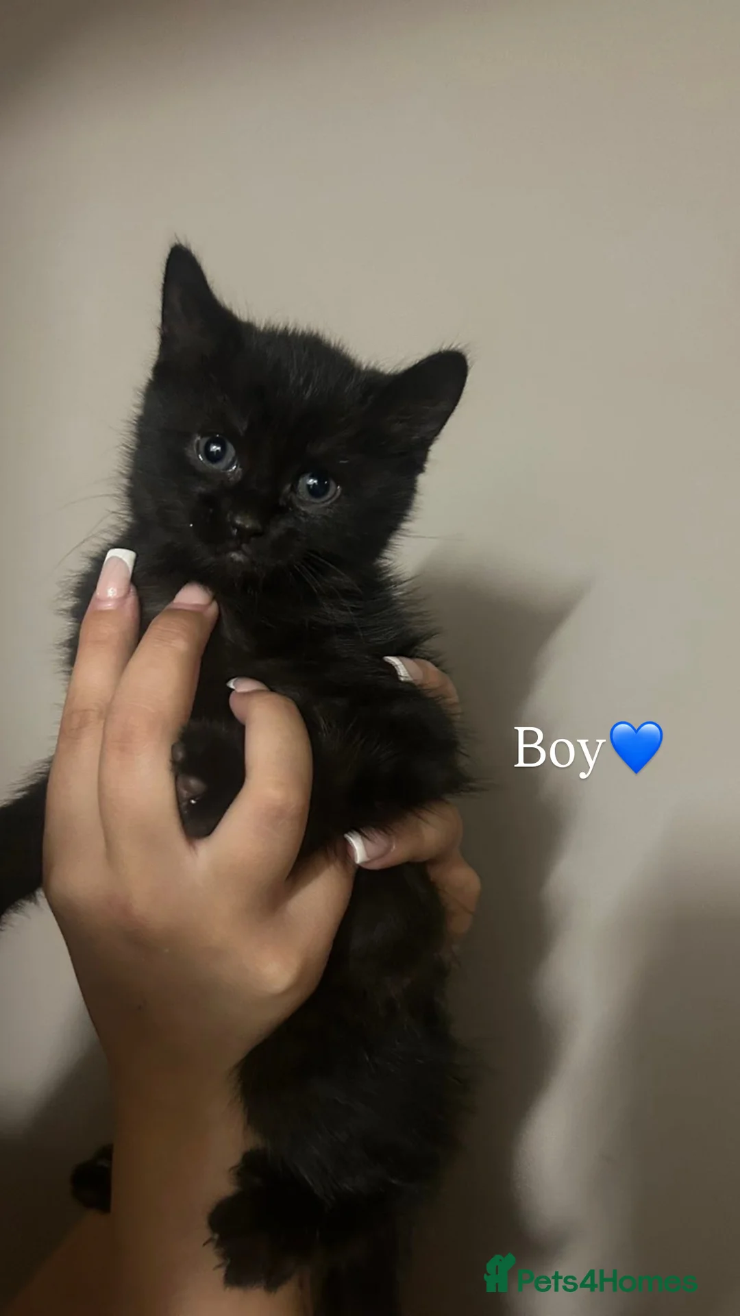 Mixed Breed cats for sale: 3 beautiful kittens for sale  - Advert 2