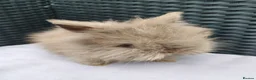 Lionhead rabbits for sale: Double maned lionheads babies.  - Advert 6