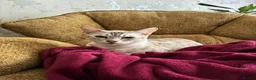 Bengal cats for stud: Female in Peterborough - Advert 3
