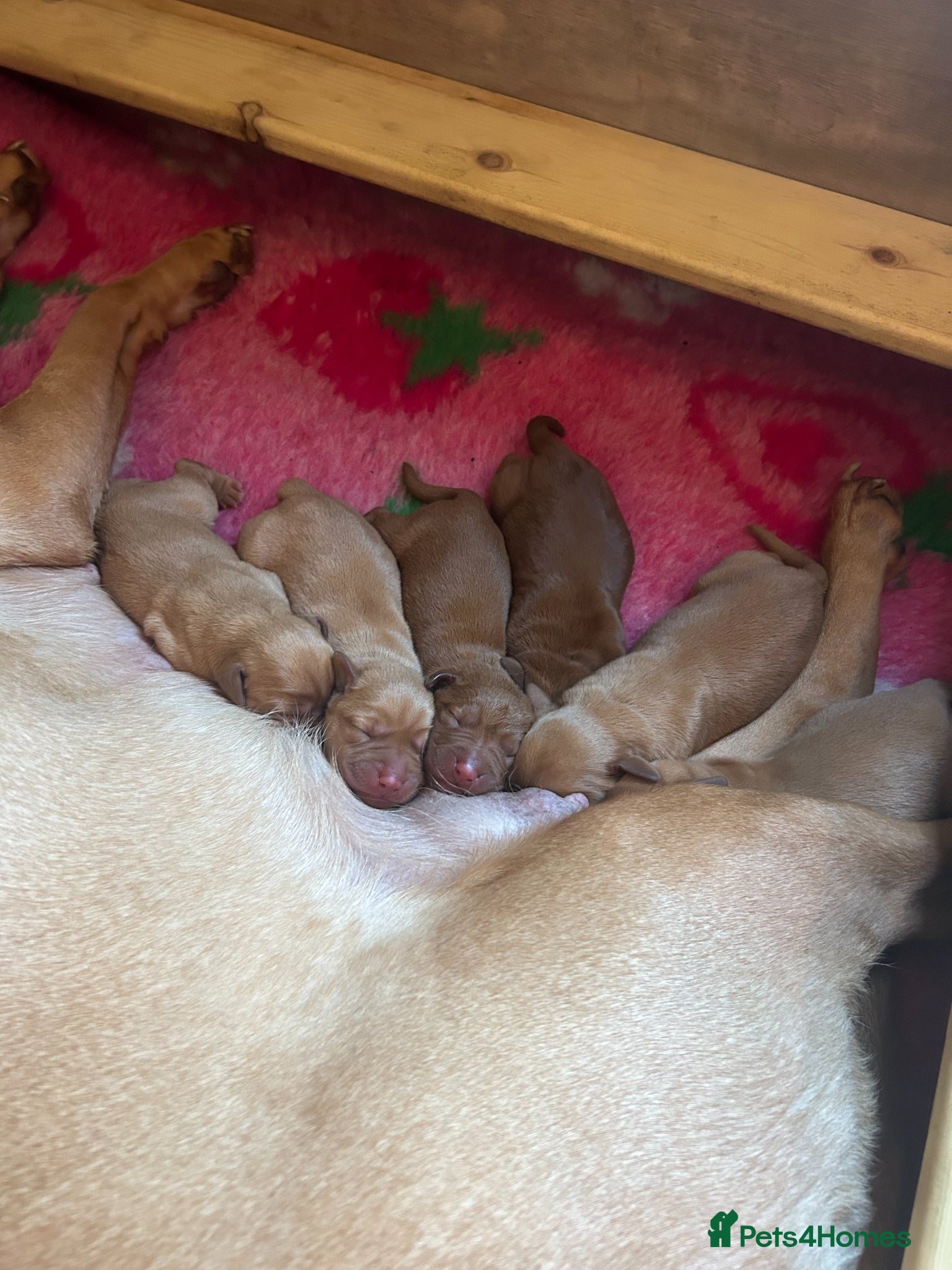Labrador Retriever dogs Beautiful Fox Red Labrador puppies for sale  - Advert 1