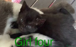 Mixed Breed cats for sale: 3 beautiful black kitten girls  - Image 9