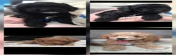 Mixed Breed dogs for sale: READY TO LEAVE!!PRICE REDUCED!! - Advert 3