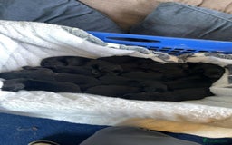 Mixed Breed dogs for sale: Stunning Black German Shepherd X puppies reposted  - Image 5