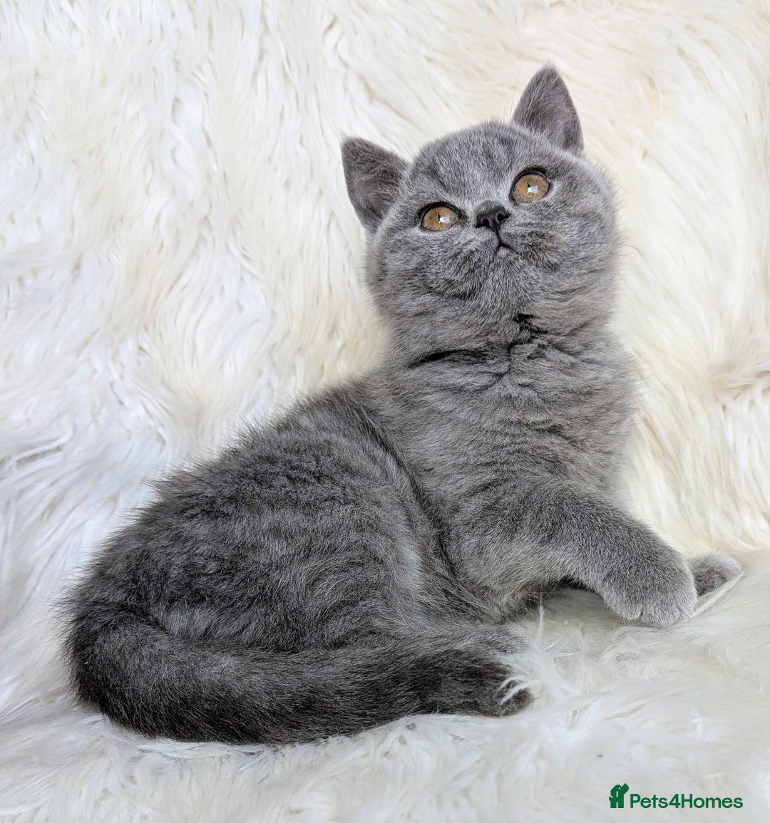 British Shorthair cats for sale: Amazing loving British shorthair kittens  - Advert 27