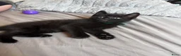 Mixed Breed cats for sale: 4Beautiful kittens looking for their forever home  - Advert 3