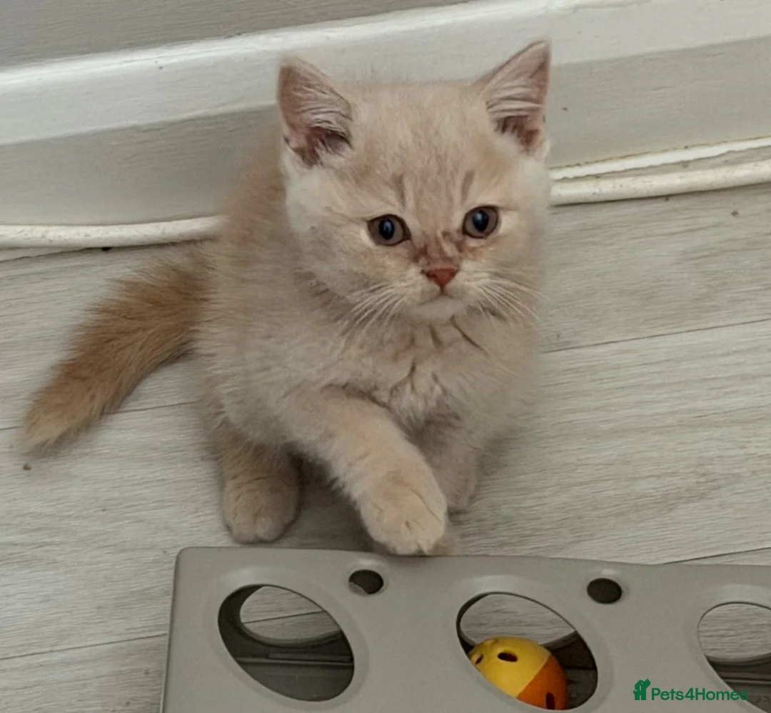 British Shorthair cats for sale: Pretty British Shorthair Kittens - Advert 1