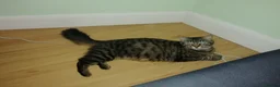 Siberian cats for sale: 3 hypoallergenic Siberian  - Advert 2