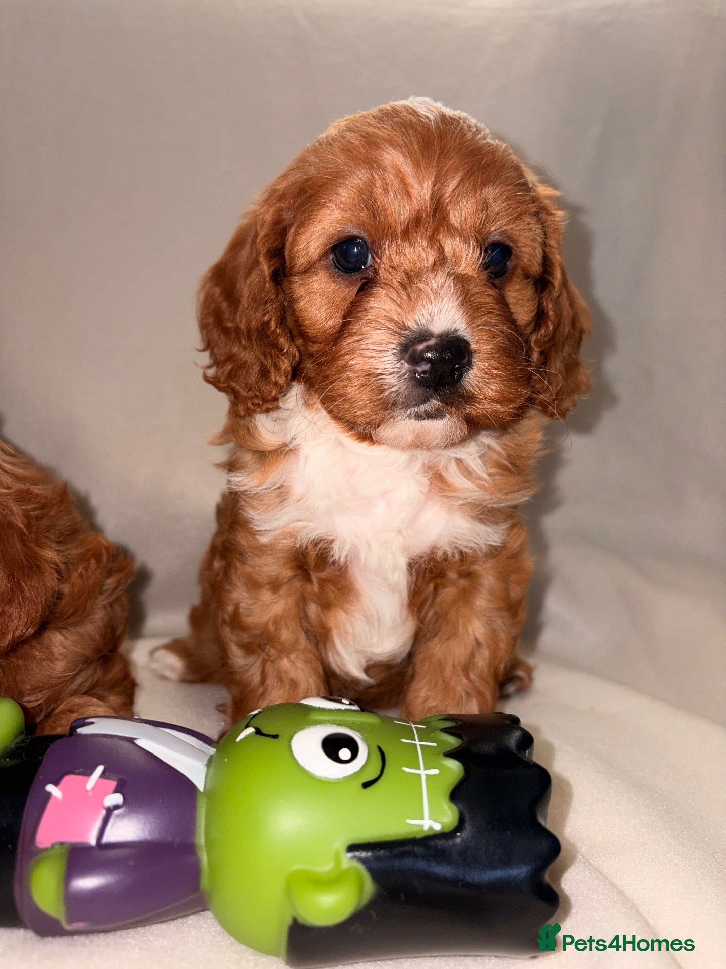 Cavapoo dogs DNA KC Health tested Deep red toy cavapoo puppy’s  - Advert 3