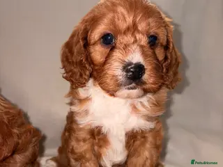 Cavapoo dogs DNA KC Health tested Deep red toy cavapoo puppy’s - Advert 3