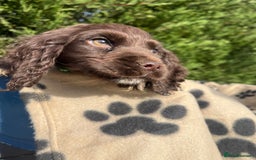 Cocker Spaniel dogs for sale: 5 beautiful cocker spaniels  - Advert 14