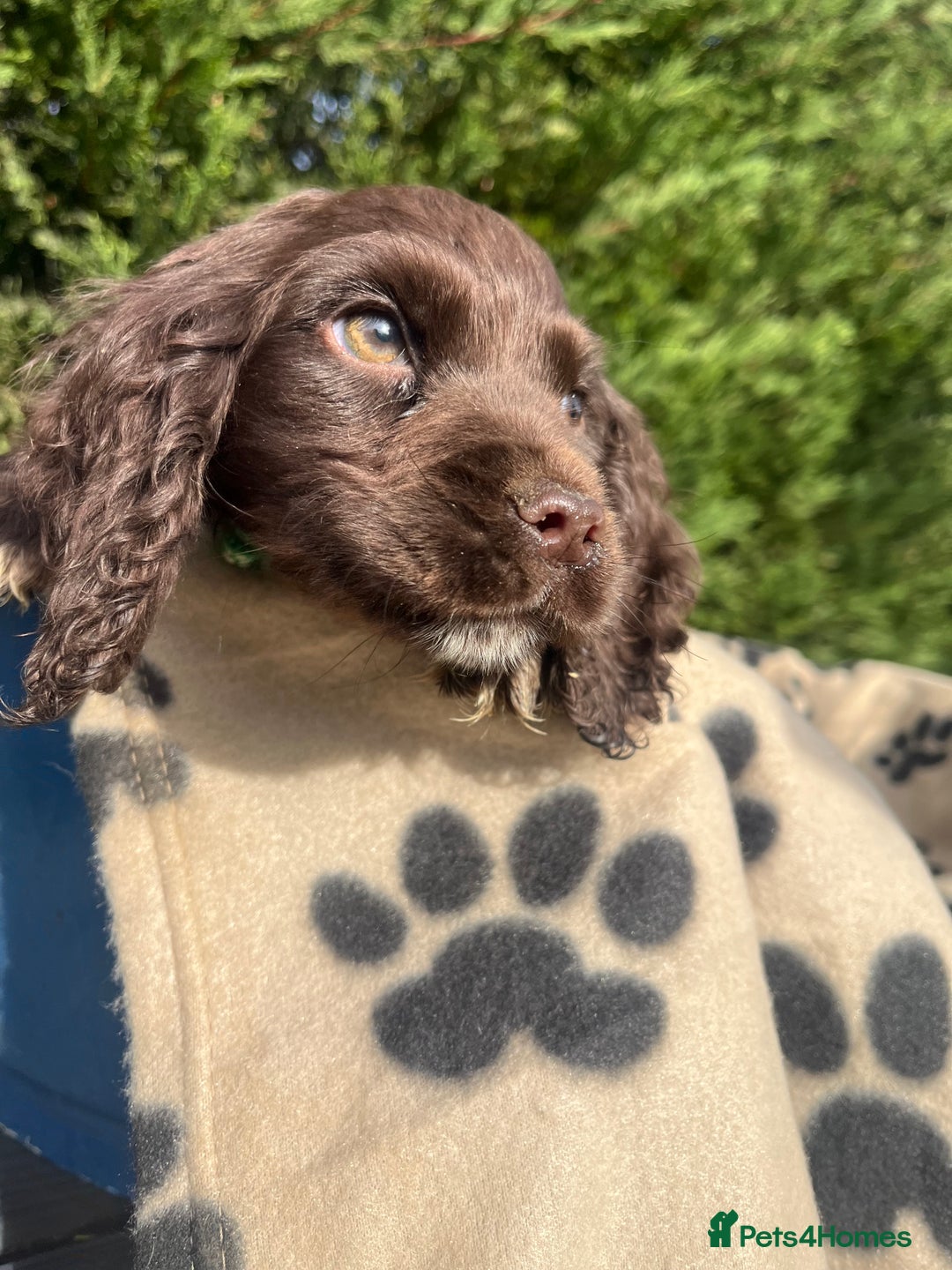 Cocker Spaniel dogs for sale: 5 beautiful cocker spaniels  - Advert 14