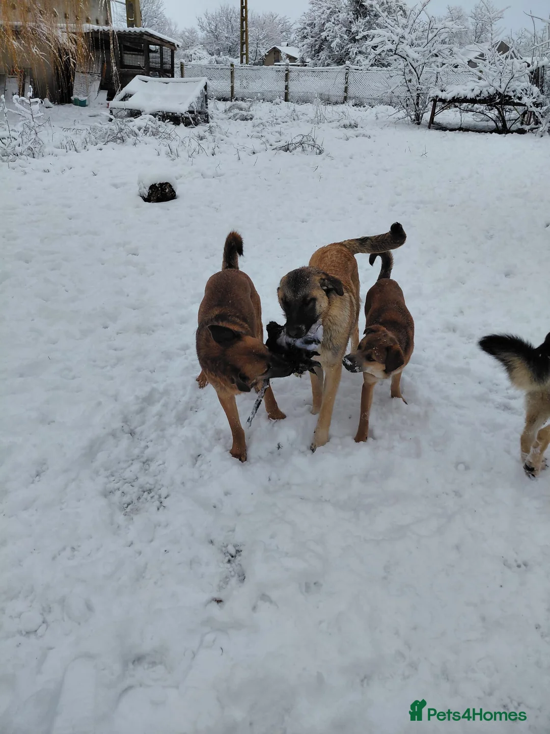 Mixed Breed dogs for adoption: 💛MILO💛 – a handsome puppy boy for a Loving Home - Advert 7