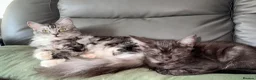 Maine Coon cats for sale: Maine Coon  - Advert 3