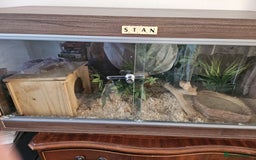 Corn Snake reptiles for sale: corn snake for sale viv and accessories included - Image 7