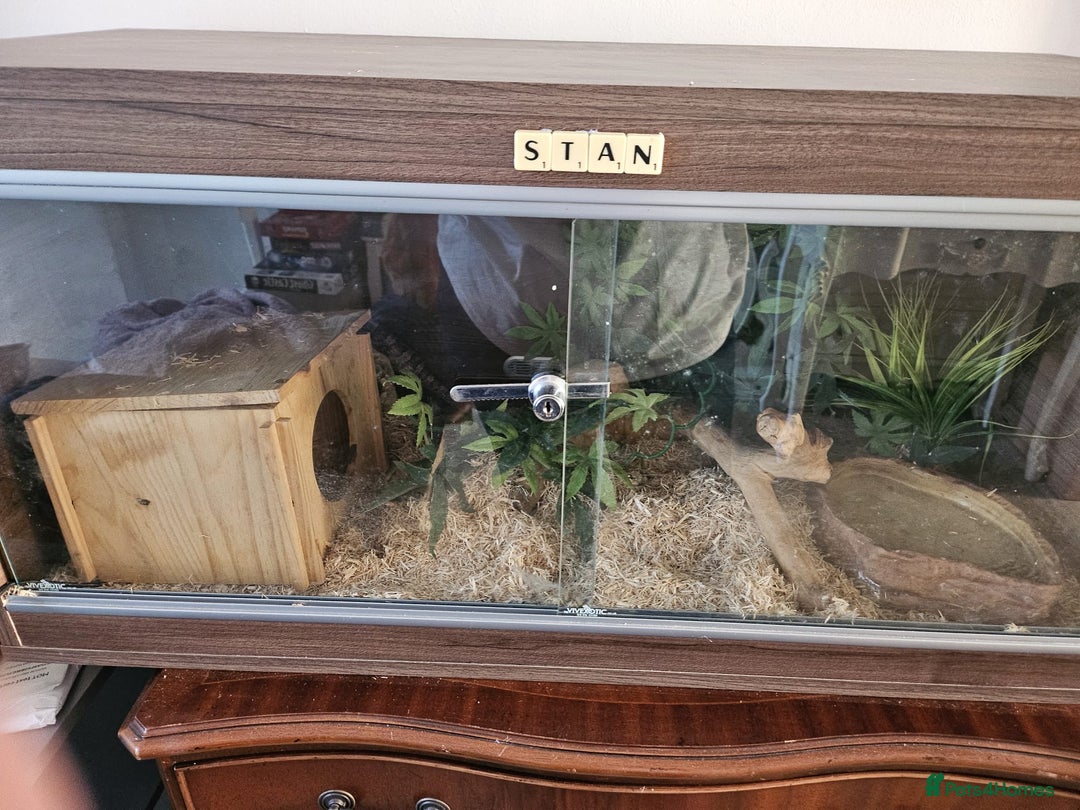 Corn Snake reptiles for sale: corn snake for sale viv and accessories included - Image 7