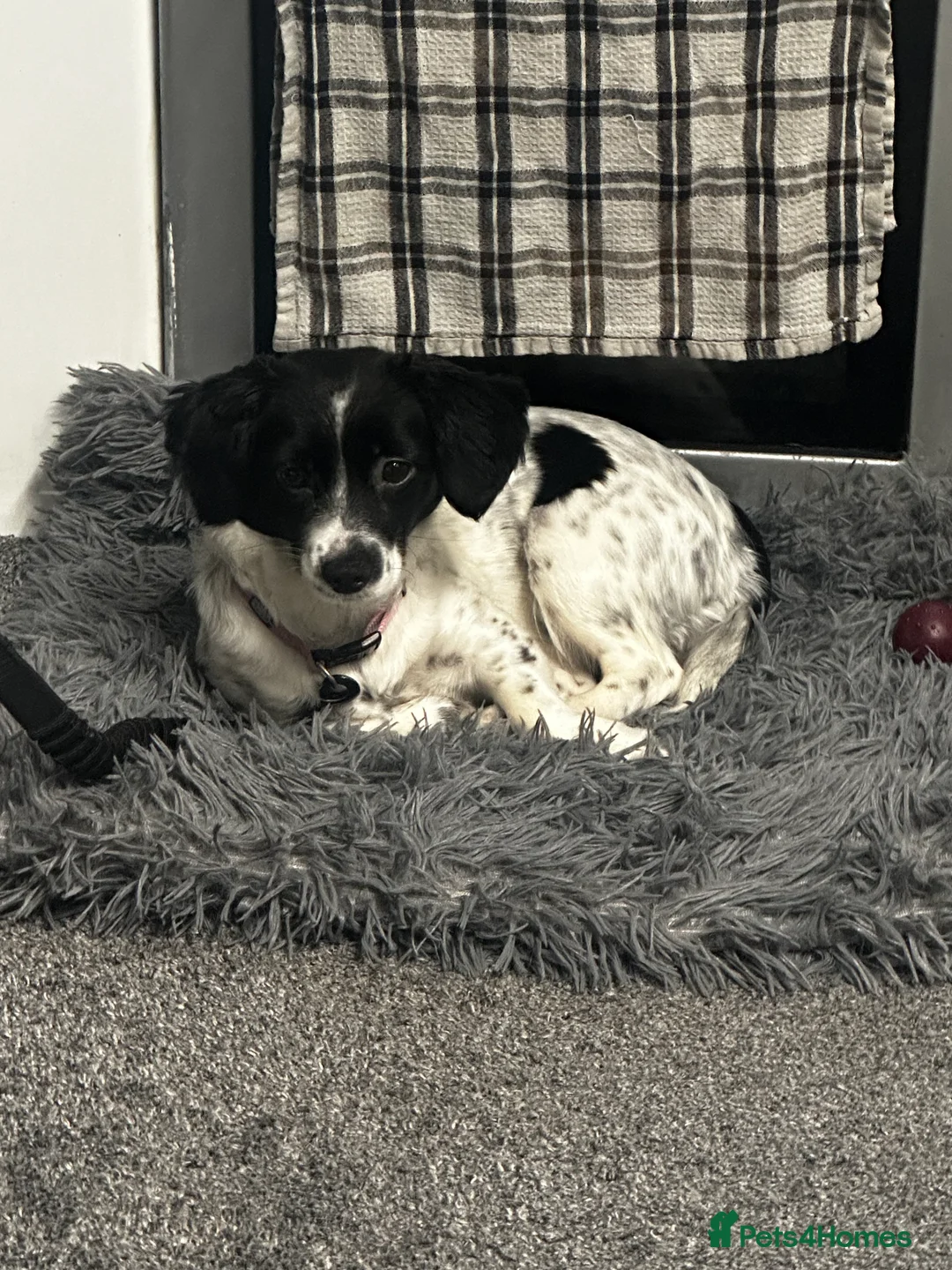 Cockalier dogs for sale: 1 year old female  - Advert 2