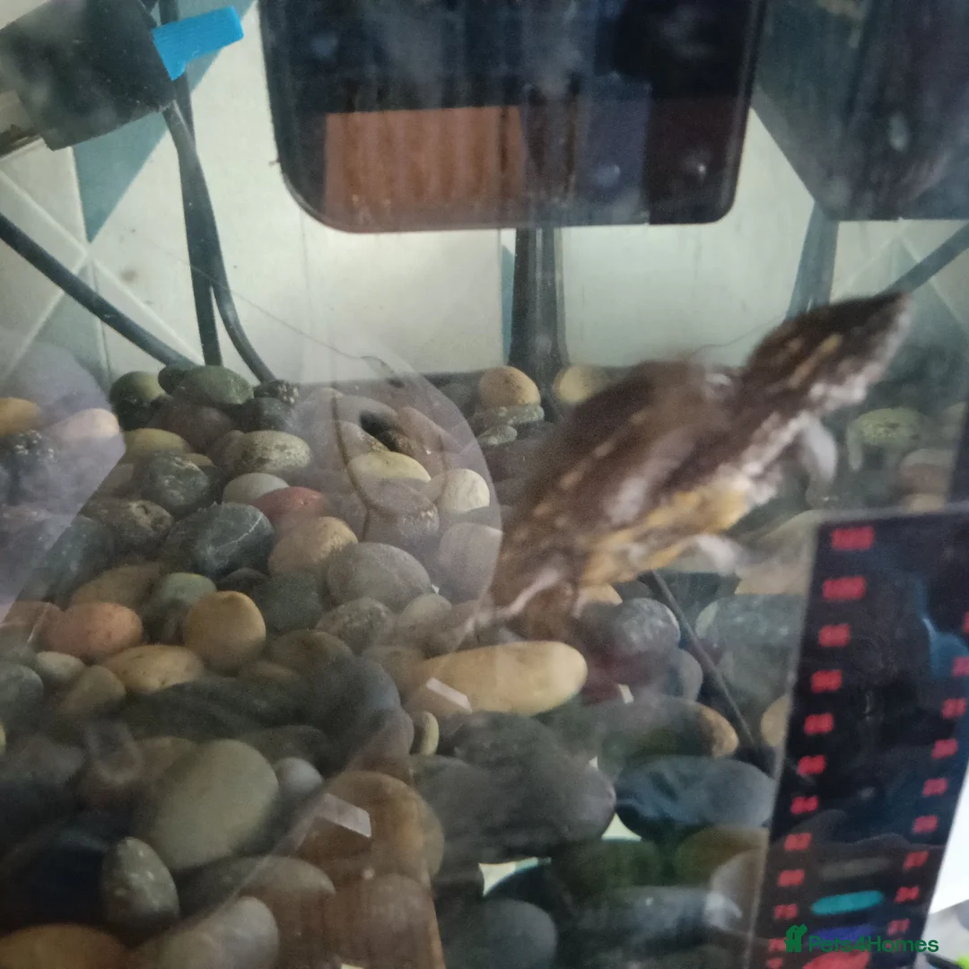 Turtle reptiles for sale: 2 musk turtle with full setup  - Advert 2