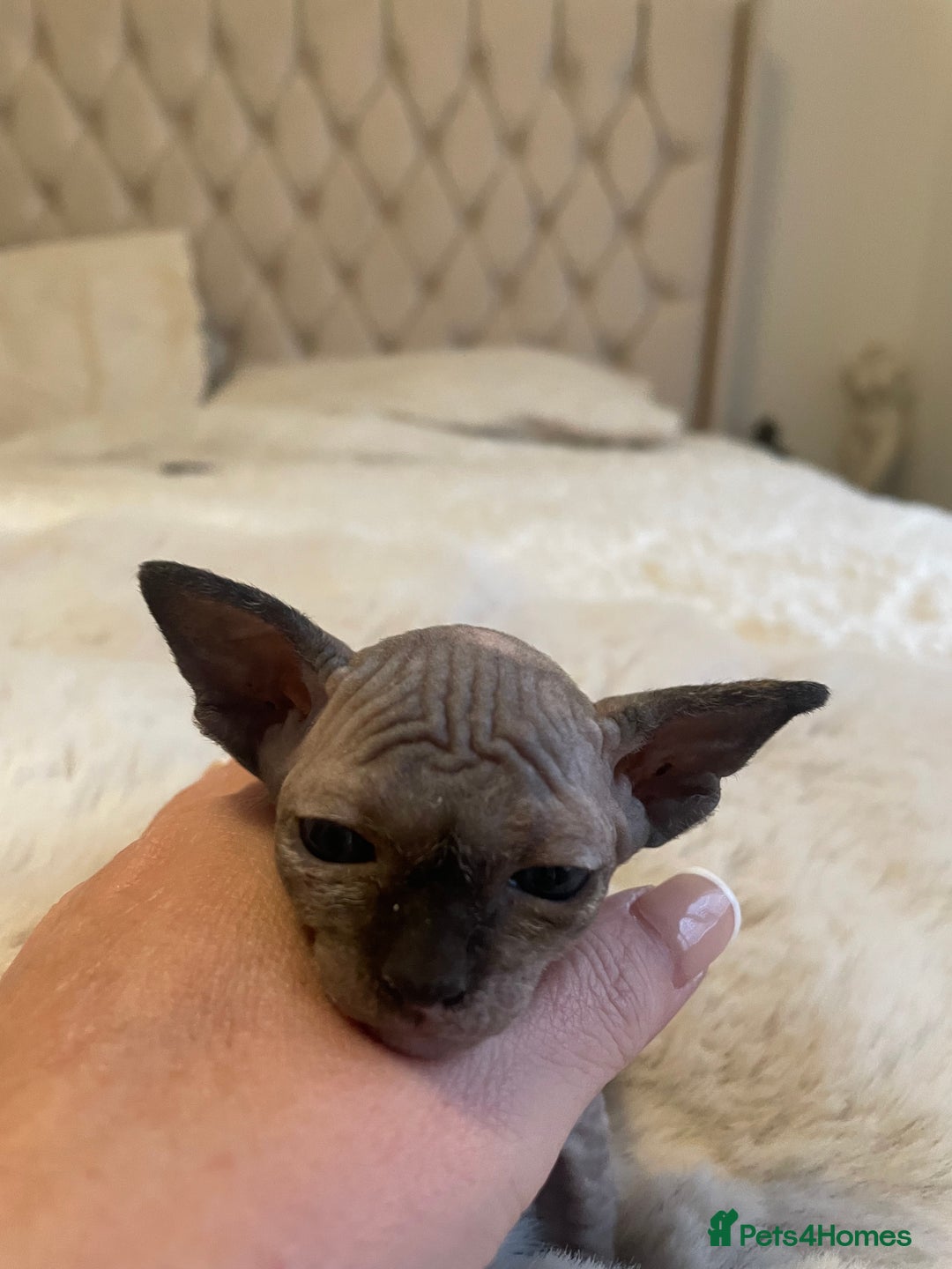 Sphynx cats for sale: Beautiful Sphynx cross orinetal kittens  - Advert 32