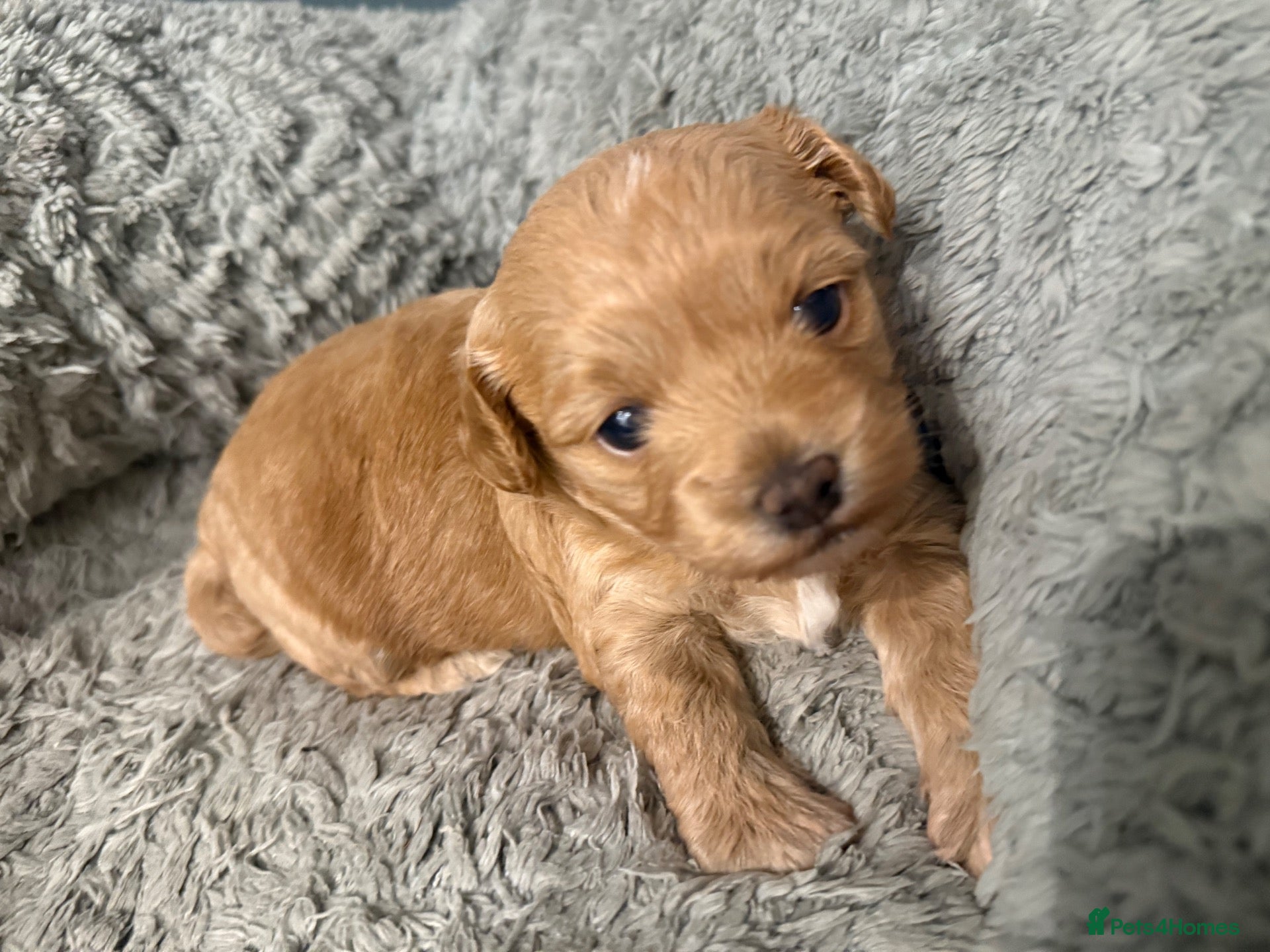 Maltipoo dogs Top class miniature maltipoo puppies - Advert 16