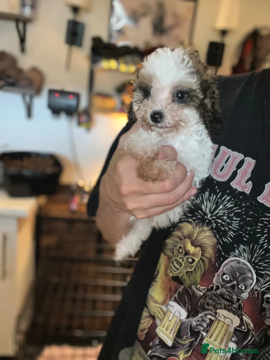 Toy Poodle dogs for sale: LAST BOY 3/4 Toy parti poodle puppy  - Advert 2