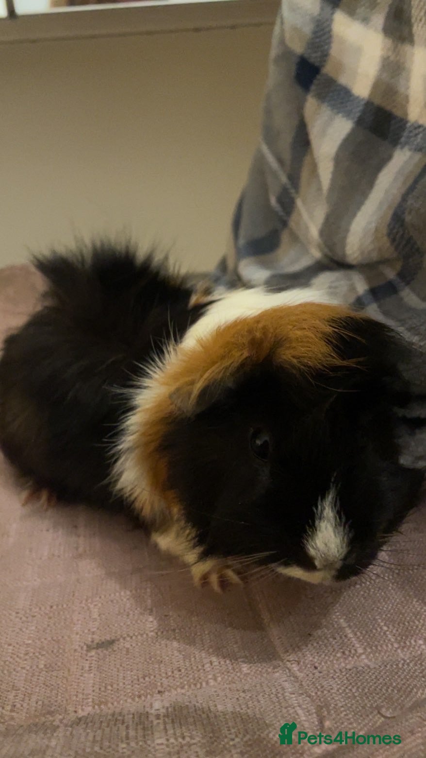 Guinea Pig rodents Male guinea pigs for sale - Advert 1