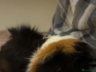 Guinea Pig rodents Male guinea pigs for sale - Advert 12