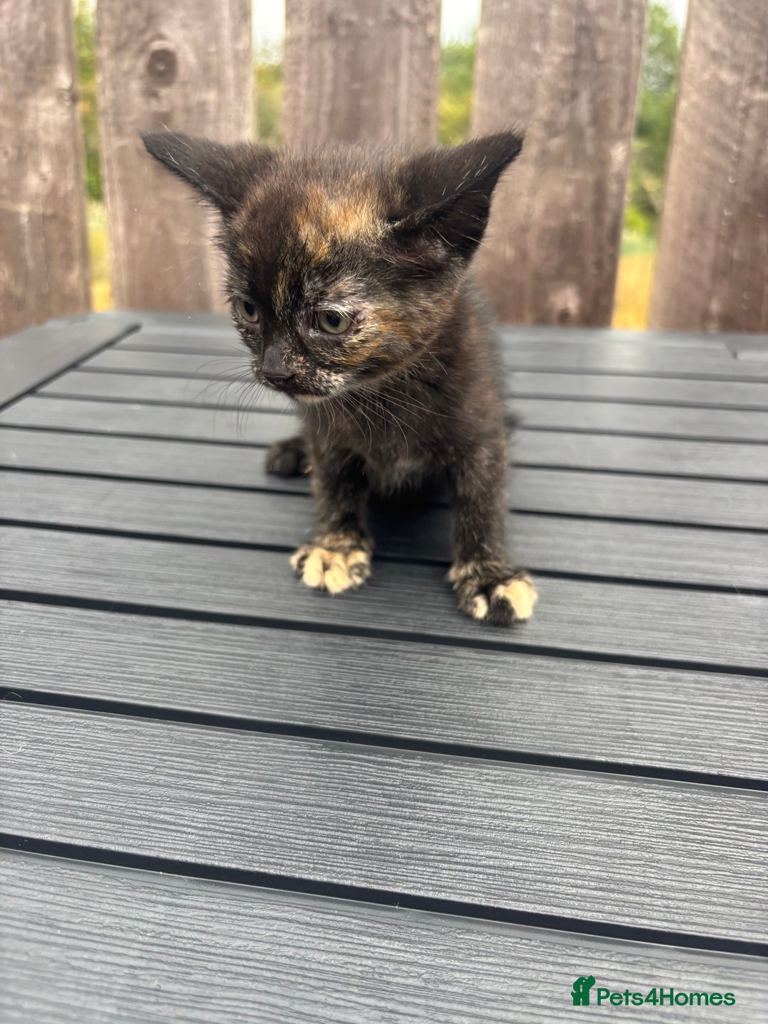 Mixed Breed cats for sale: Kittens ready to leave  - Image 16