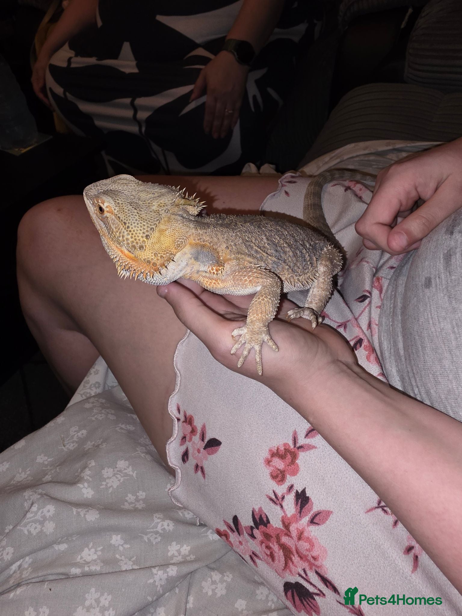 Bearded Dragon reptiles Orange Bearded Dragon with Complete 4ft Setup - Advert 2
