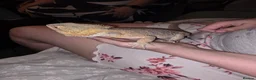 Bearded Dragon reptiles for sale: Orange Bearded Dragon with Complete 4ft Setup in Bolton - Advert 2