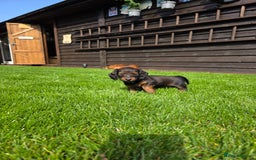 Dachshund dogs for sale: Red long-haired standard dachshund puppies - Image 7