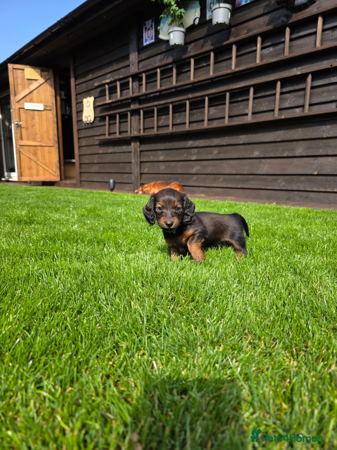 Dachshund dogs for sale: Red long-haired standard dachshund puppies - Image 7