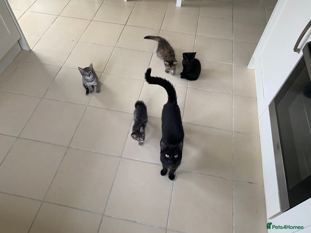 Mixed Breed cats for sale: Four mixed kittens for sale near colchester - Image 6