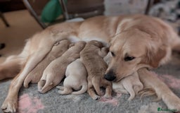 Golden Retriever dogs for sale: Wonderful,playful ,adventurous happy little furs😍 - Image 1