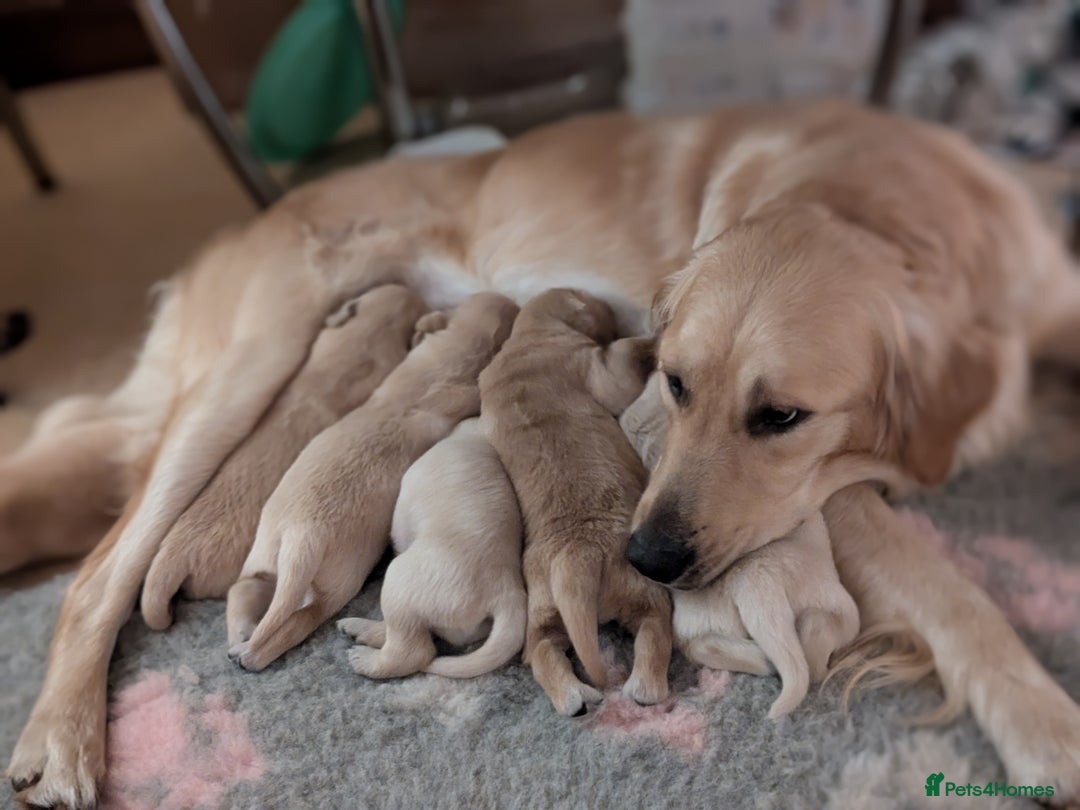 Golden Retriever dogs for sale: Wonderful,playful ,adventurous happy little furs😍 - Image 1