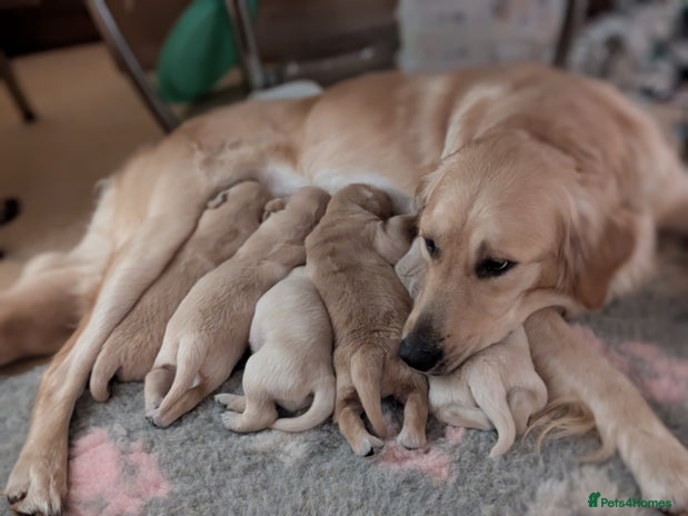 Golden Retriever dogs - Advert 9