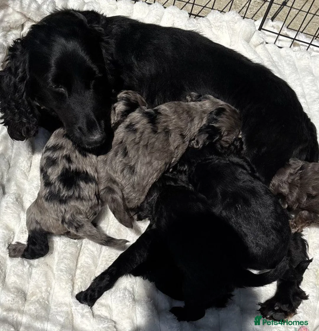 Cockapoo dogs for sale: Beautiful Cockapoos Raised In A Loving Family Home in Leatherhead - Advert 1