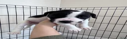 Mixed Breed dogs for sale: Labrador X Whippet Lurcher Puppies 🐶 - Advert 30