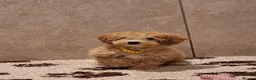 Poochon dogs for sale: F1 Poochon puppies 🥰 - Advert 3