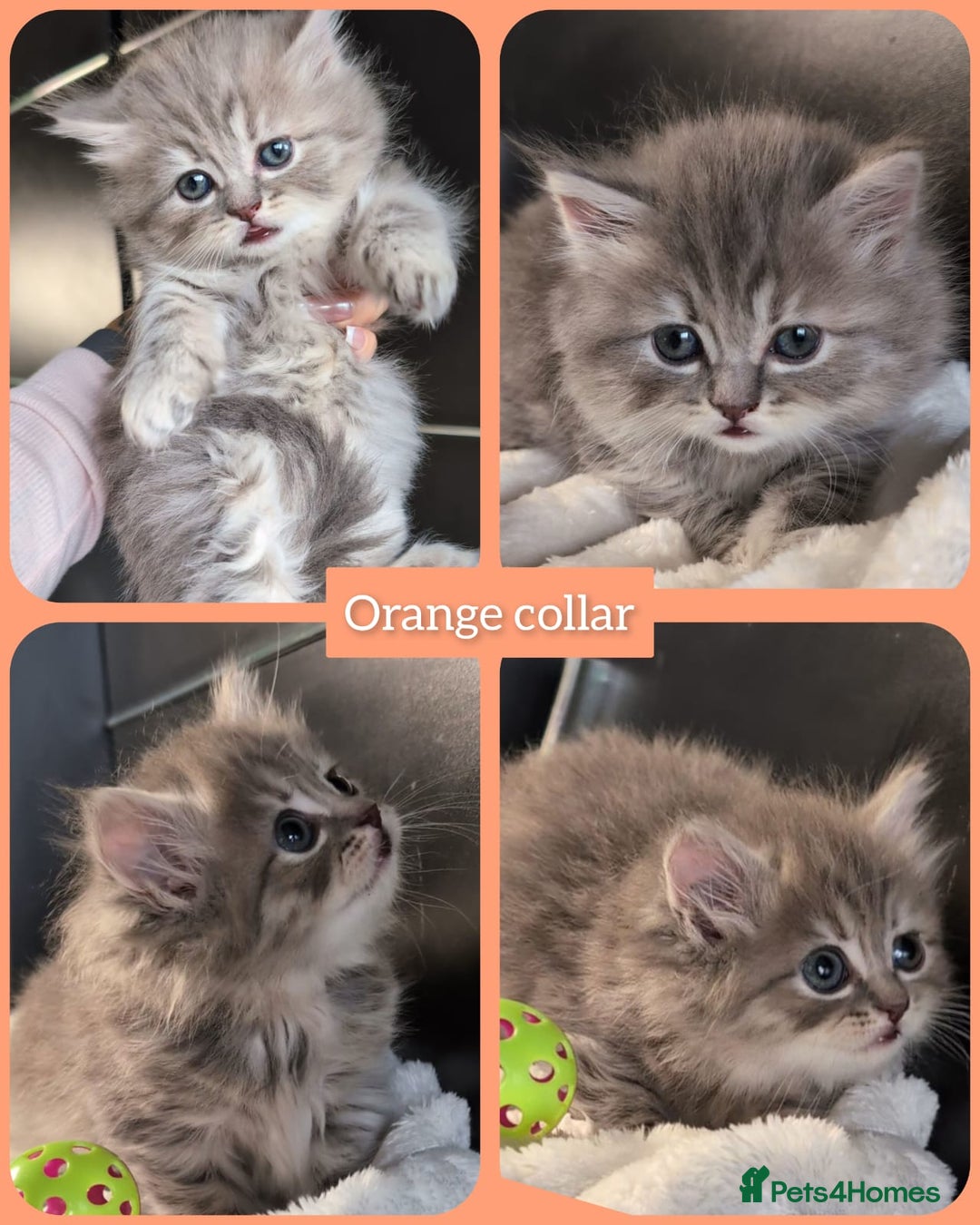 British Shorthair cats for sale: 💖💖💖BSH & BLH💫 GCCF & TICA red - Advert 7